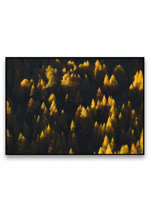 Ein Schwarz-Weiß-Bild eines Waldes mit gelben Bäumen, beleuchtet von goldenem Lärchenfeld-Sonnenlicht.