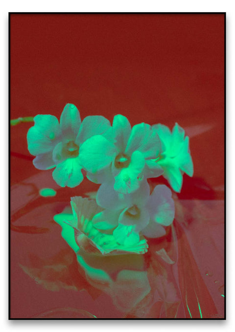 Weiße Orchideenblüten auf einem Red vol3 Hintergrund.
