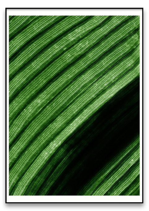 Eine Nahaufnahme eines grünen Blattes, das seine lebendige Farbe und die komplizierten Details hervorhebt. Dieses hochauflösende Bild eignet sich perfekt für Plakate oder als Inspiration für kunstschaffende Künstler, die das festhalten möchten