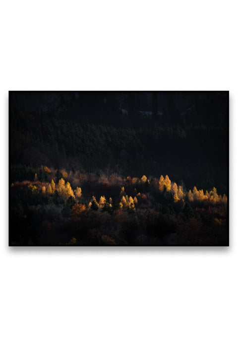 Ein Schwarz-Weiß-Foto von Bäumen in einem herbstlichen Mythenwald im Herbst.