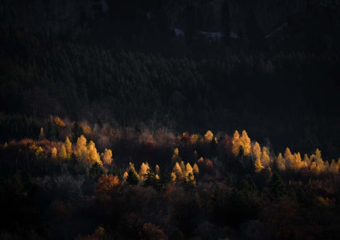 Herbstlicher Mythenwald