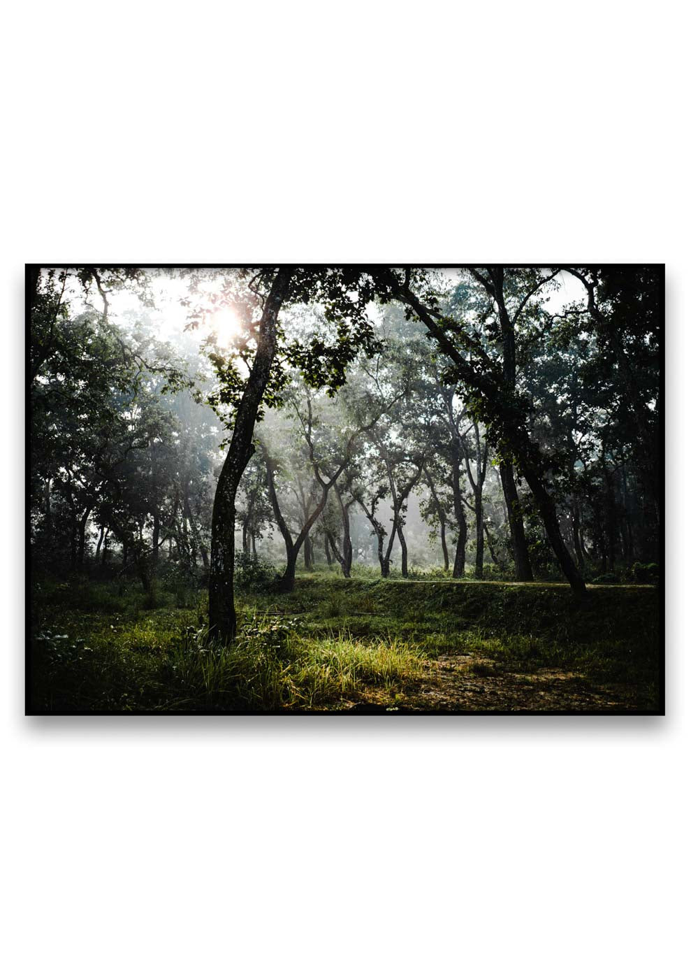 Ein nebliger Wald mit Bäumen im Hintergrund, perfekt für Lonely Road.