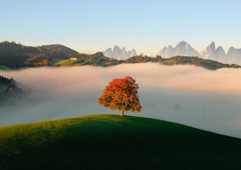 Ein einsamer Baum, von kunstschaffenden Künstlern verewigt, steht auf einem Hügel im Nebel.