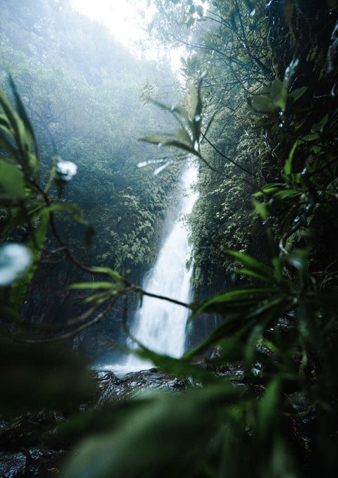 Ein Bild von Mother Natures Nectar im Dschungel.