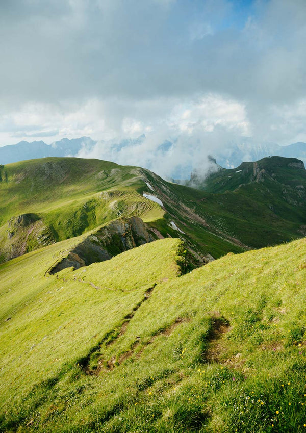 Psalm an der Seite eines Hügels in einer Berglandschaft.